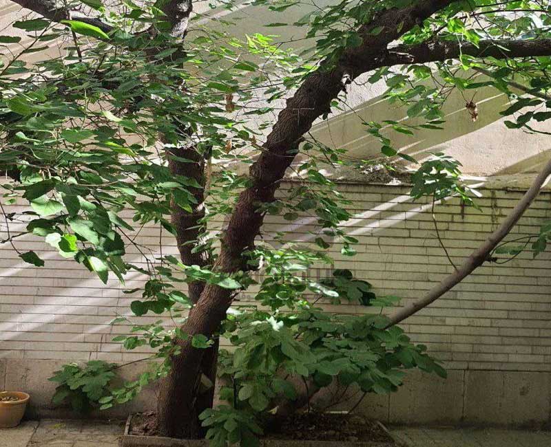 پانسیون مطالعاتی پیروزی